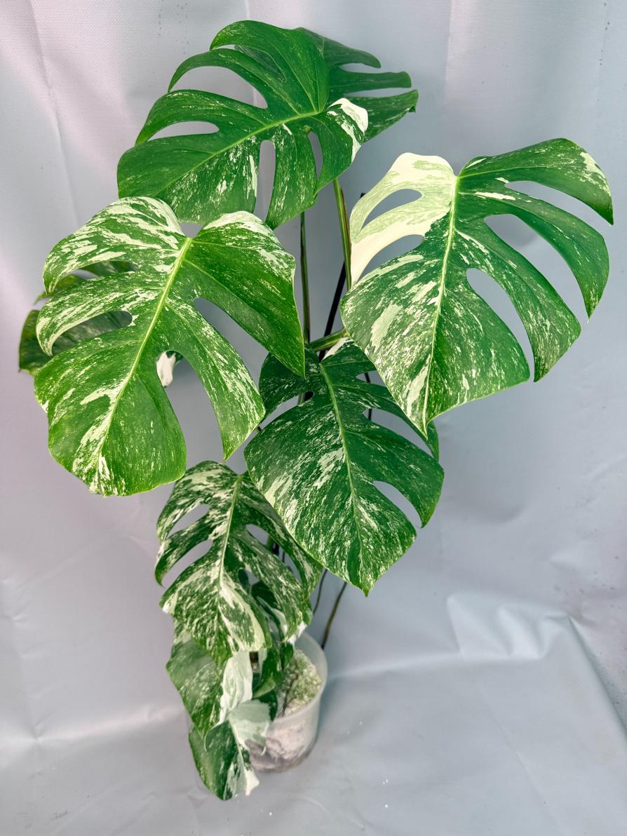 Monstera Albo Variegata 01