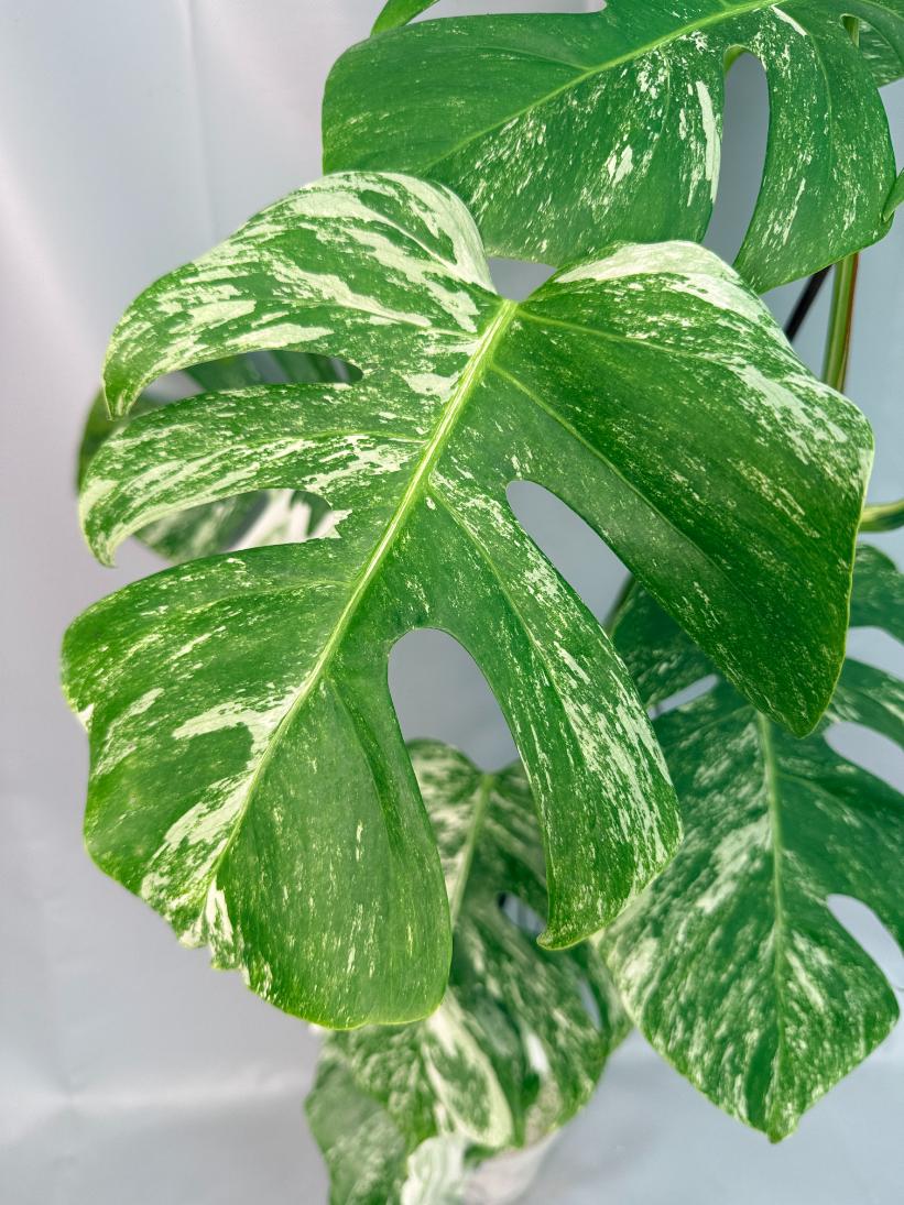 Monstera Albo Variegata 03