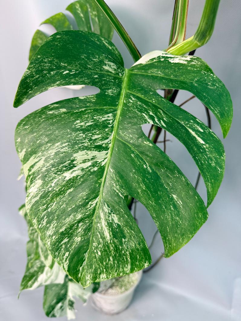 Monstera Albo Variegata 04