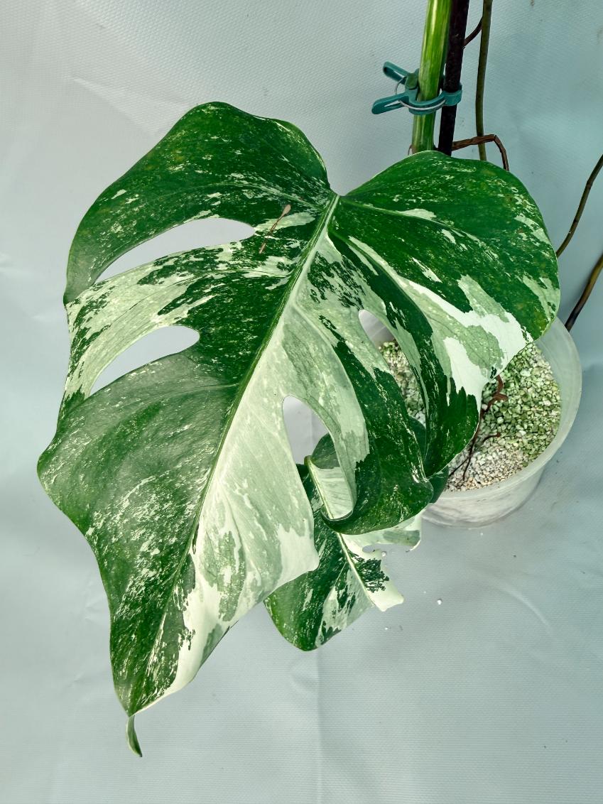 Monstera Albo Variegata 05