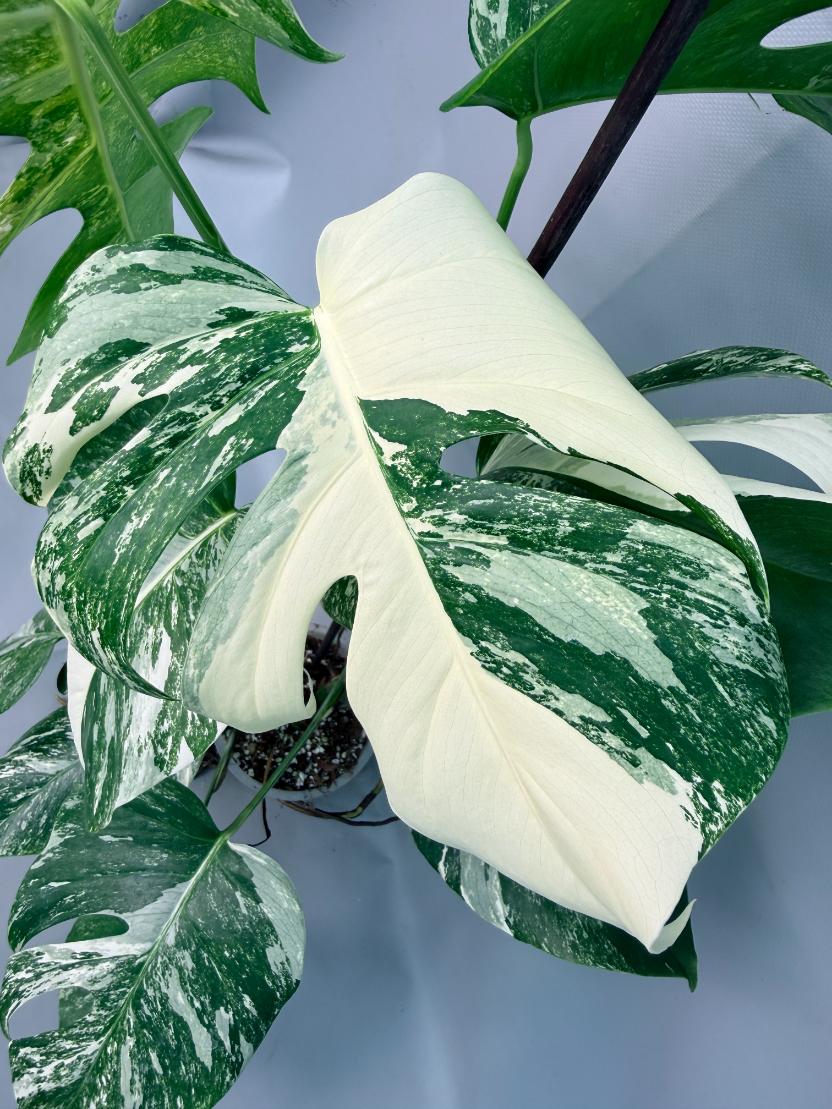Monstera Albo Variegata 07