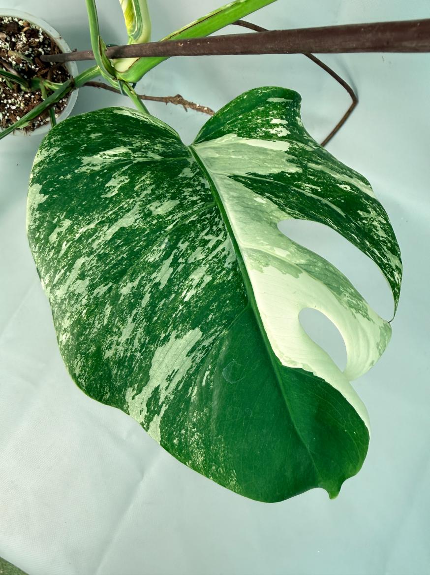 Monstera Albo Variegata 08