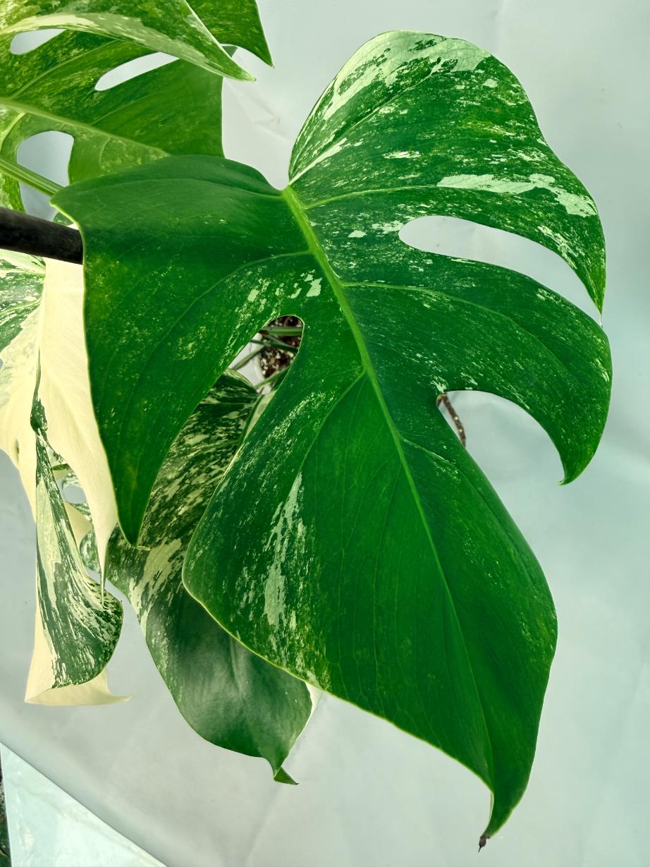 Monstera Albo Variegata 09
