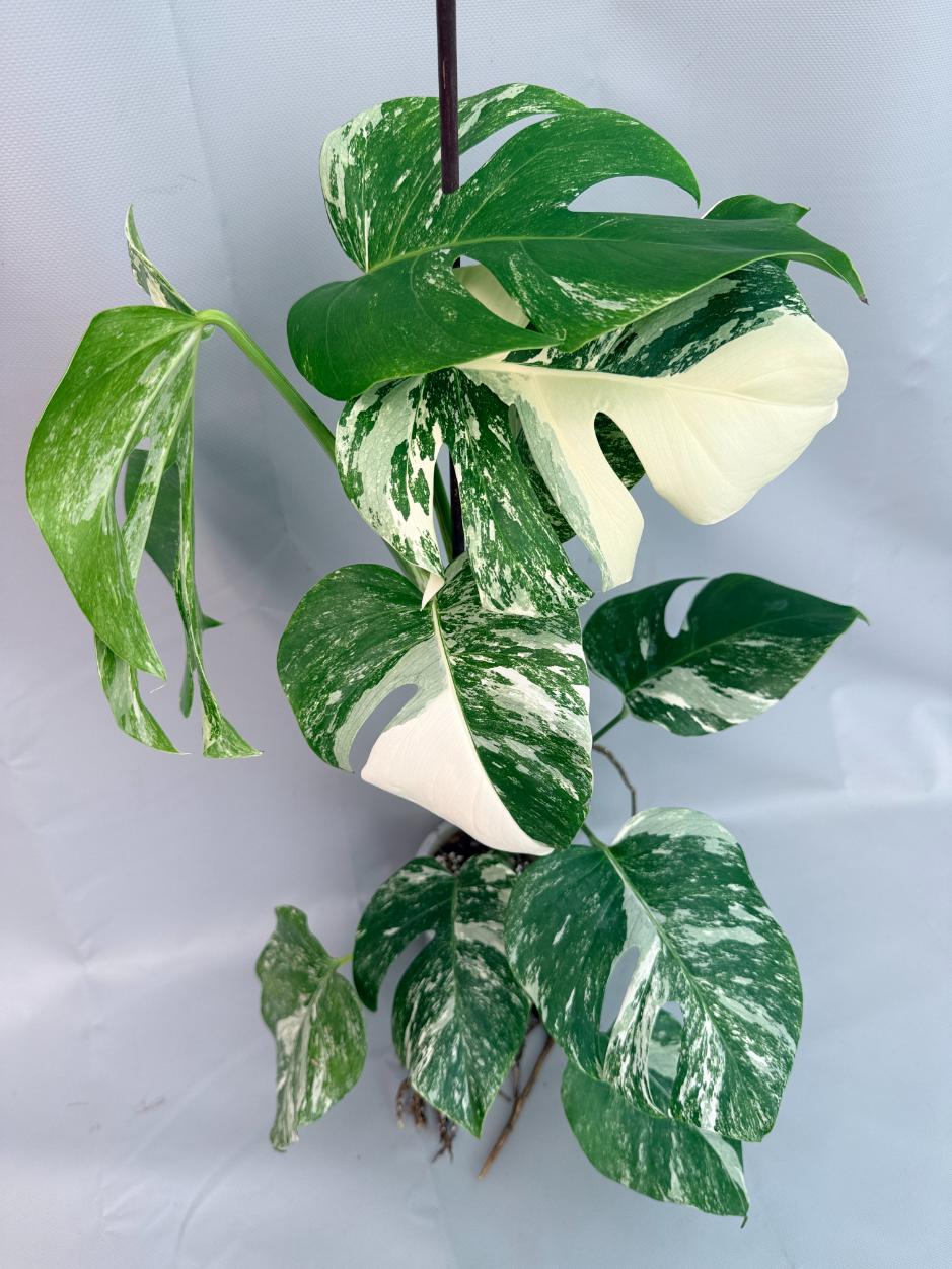 Monstera Albo Variegata 01
