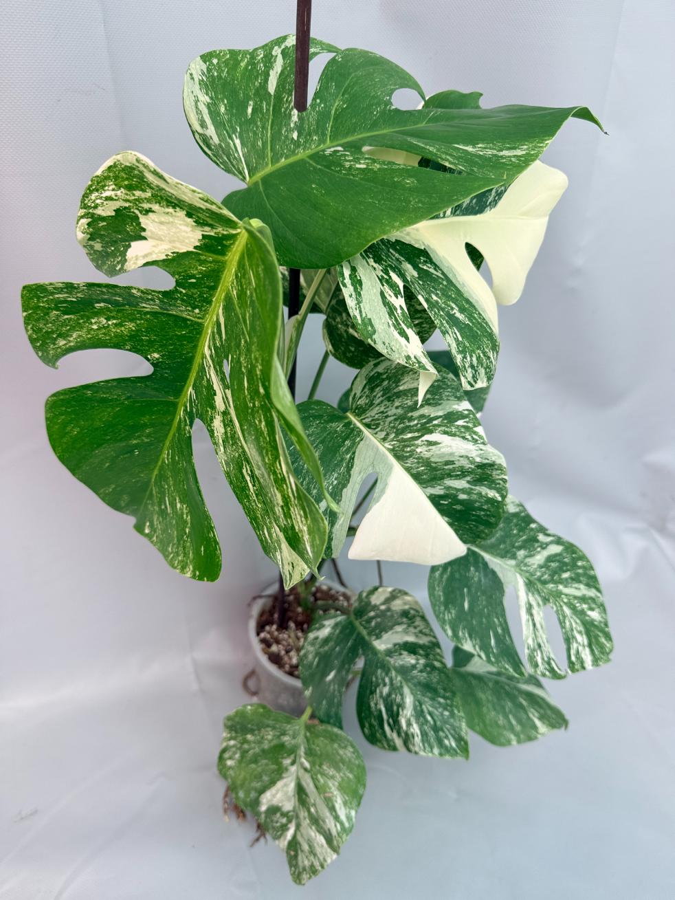 Monstera Albo Variegata 02