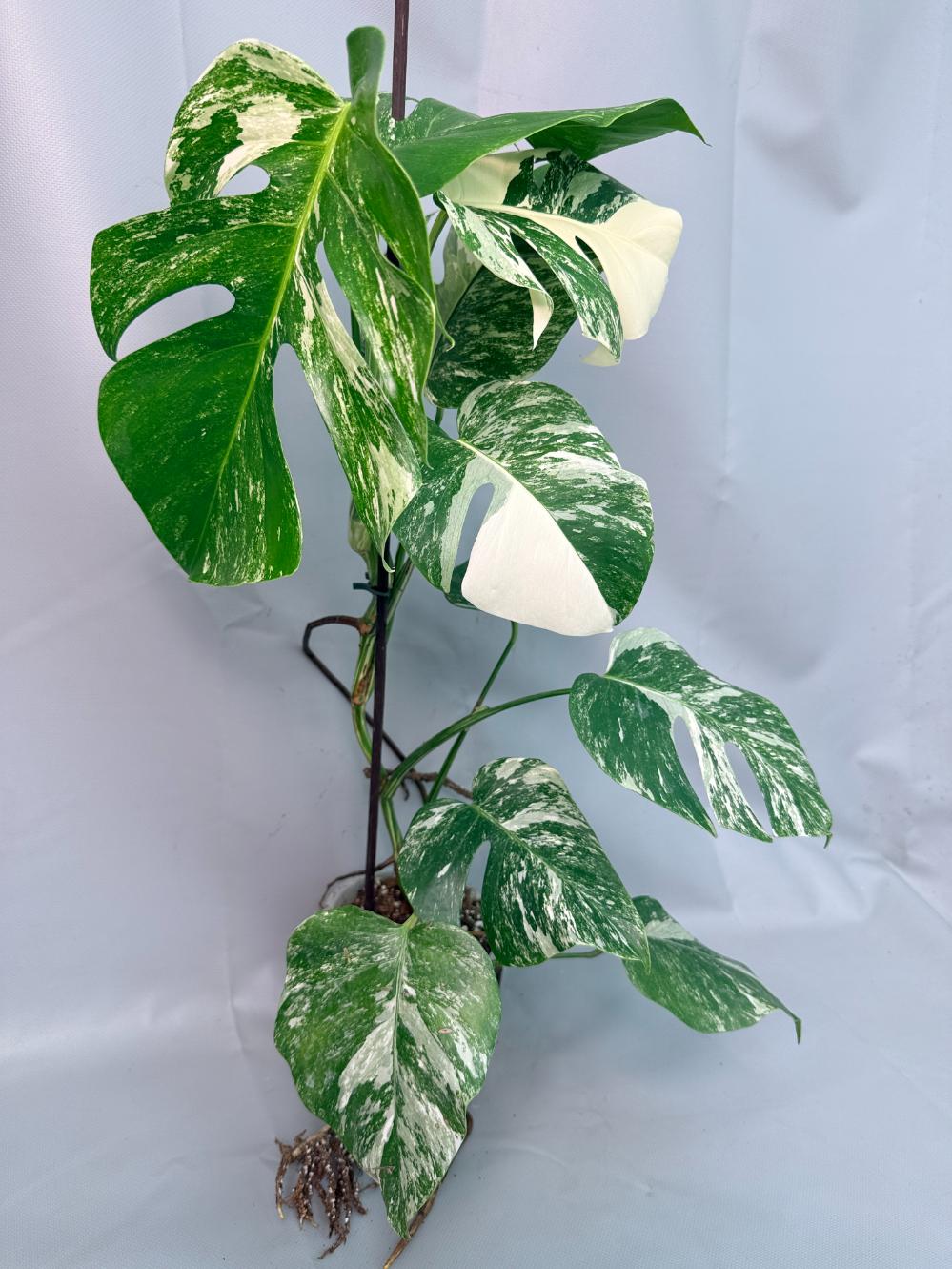 Monstera Albo Variegata 03