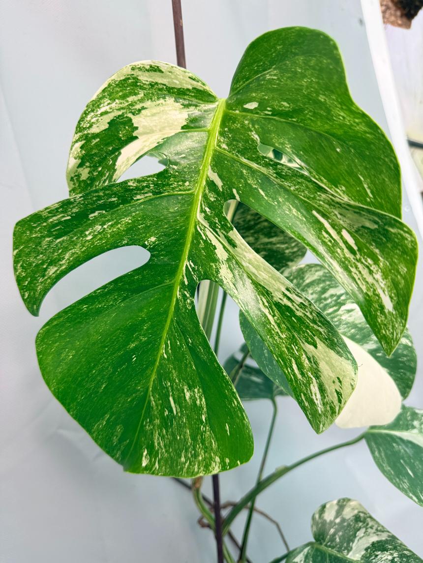 Monstera Albo Variegata 04