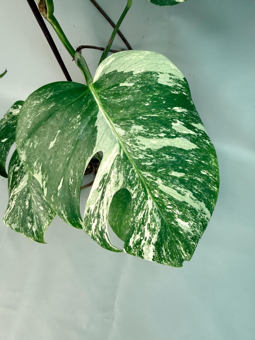 Monstera Albo Variegata 05