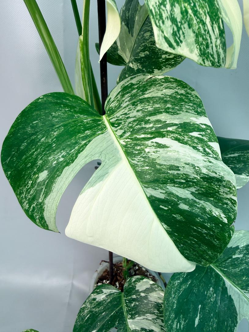 Monstera Albo Variegata 06