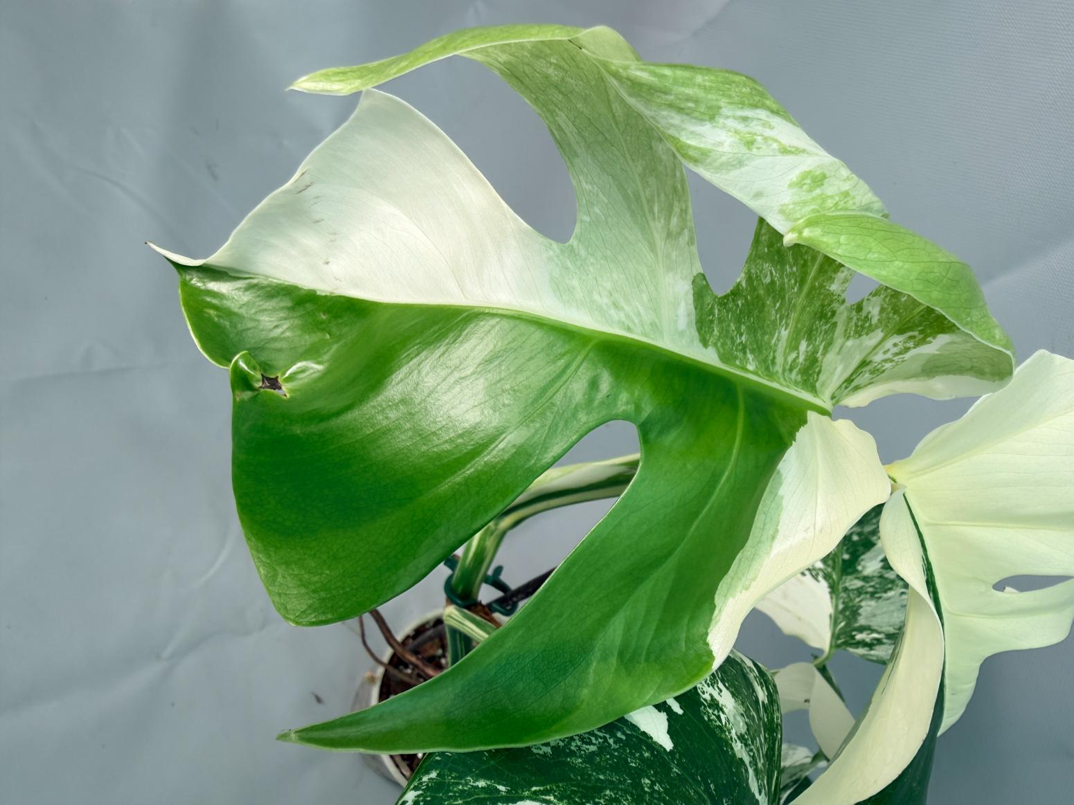Monstera Albo Variegata  08