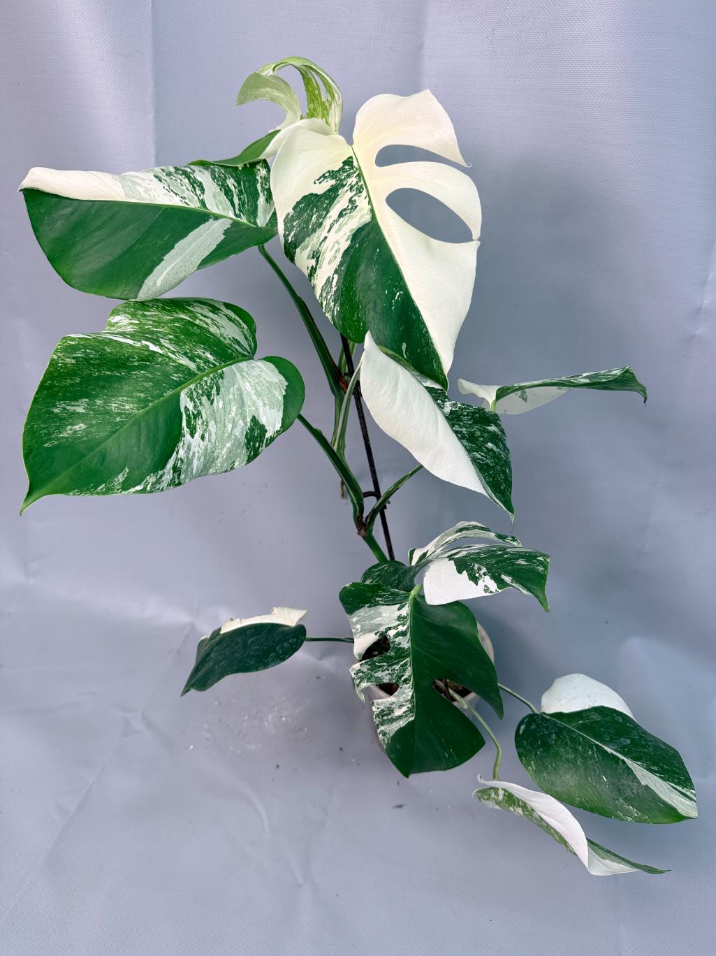 Monstera Albo Variegata  09