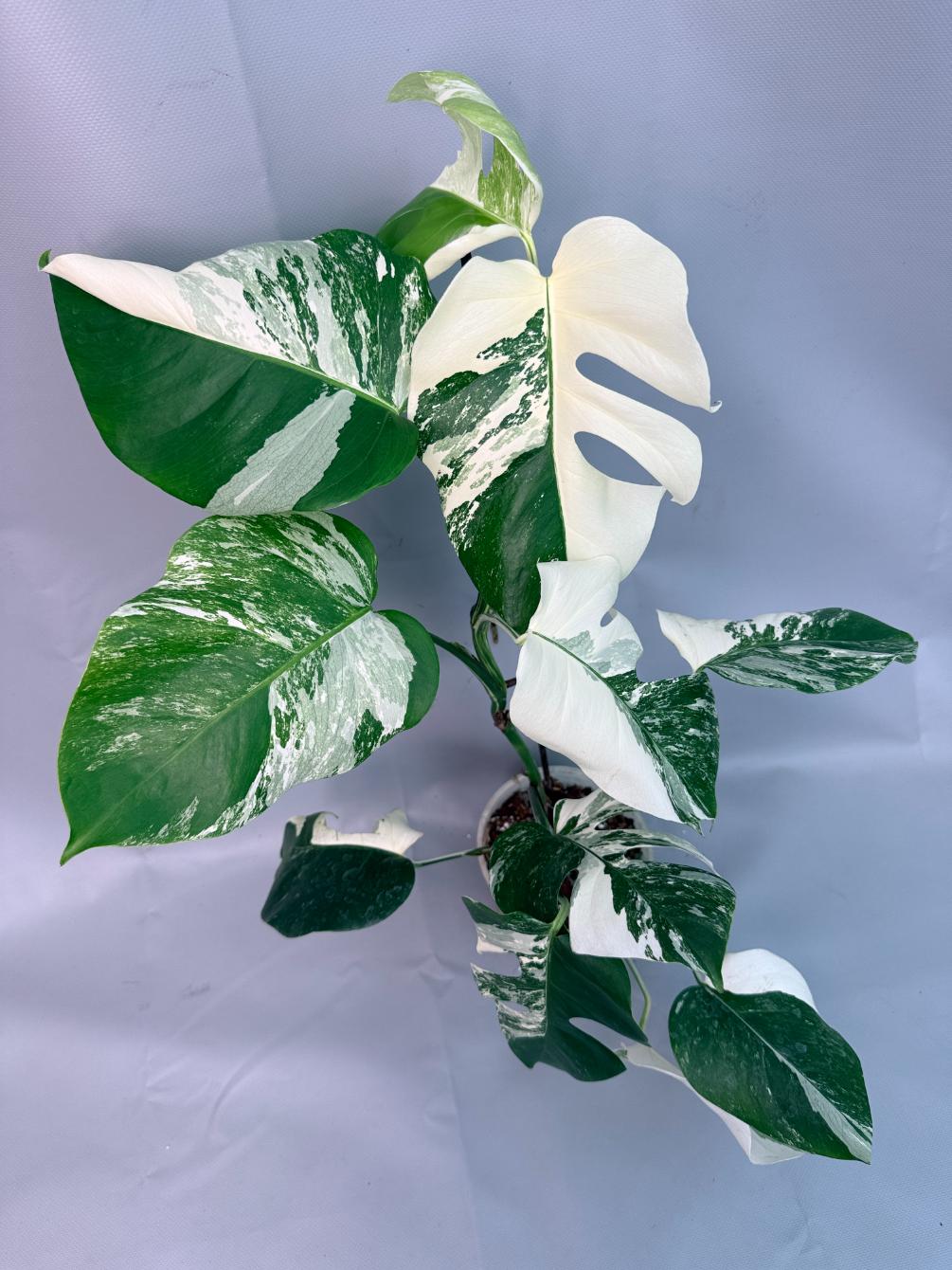 Monstera Albo Variegata 01