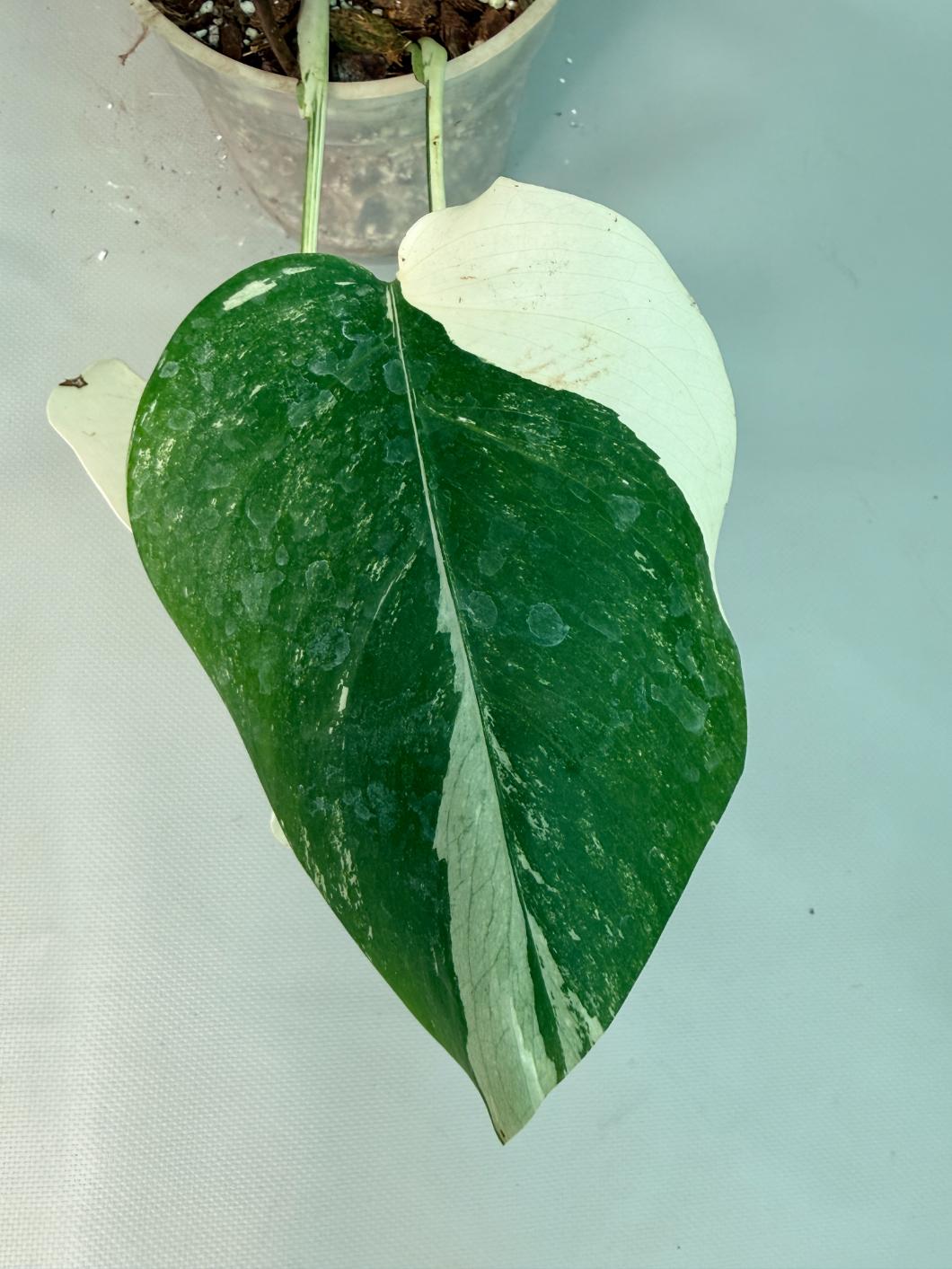 Monstera Albo Variegata  02