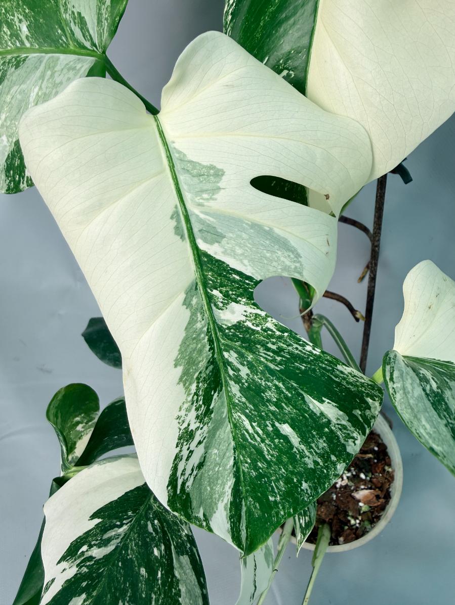 Monstera Albo Variegata  03
