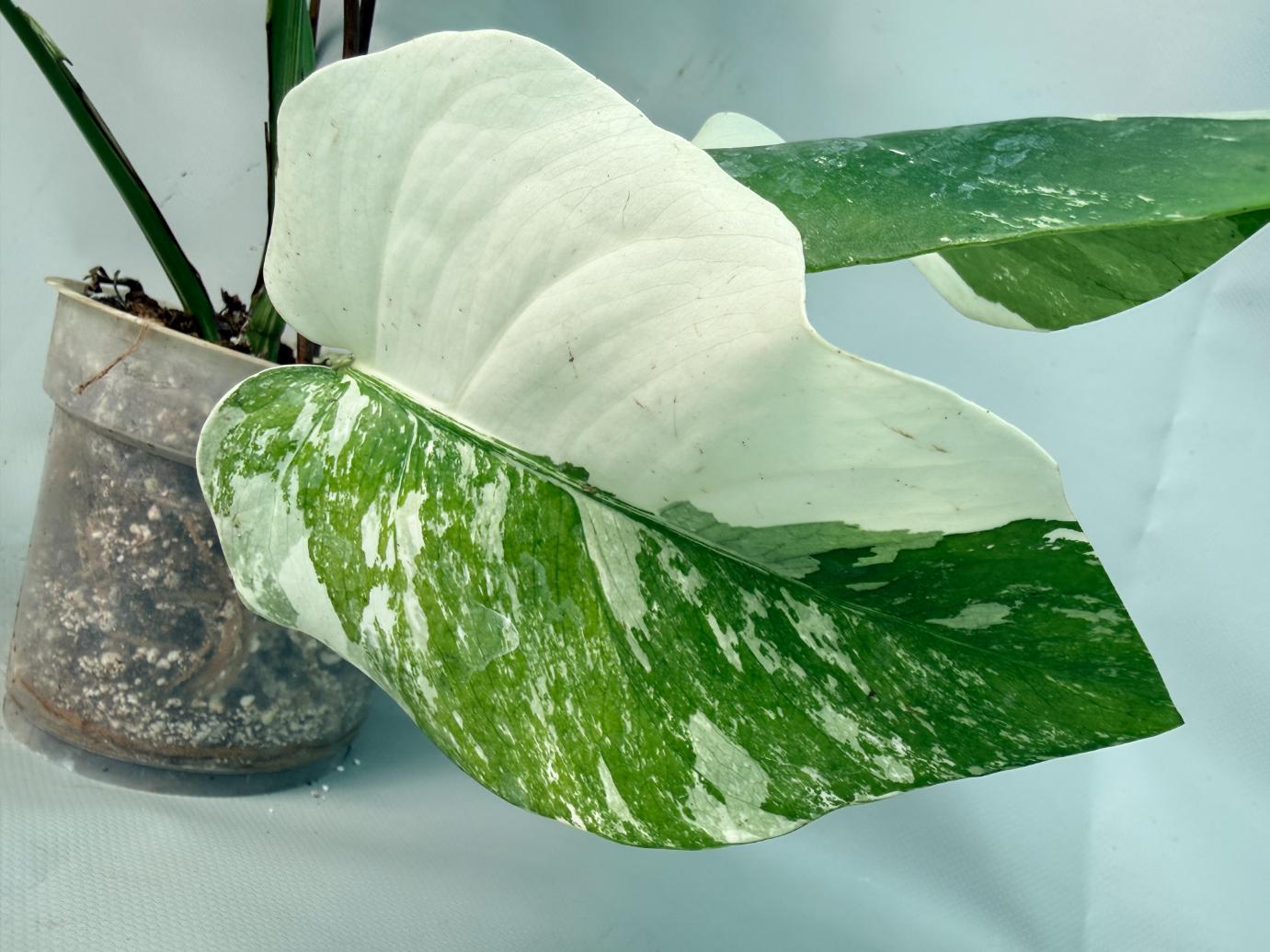 Monstera Albo Variegata  04