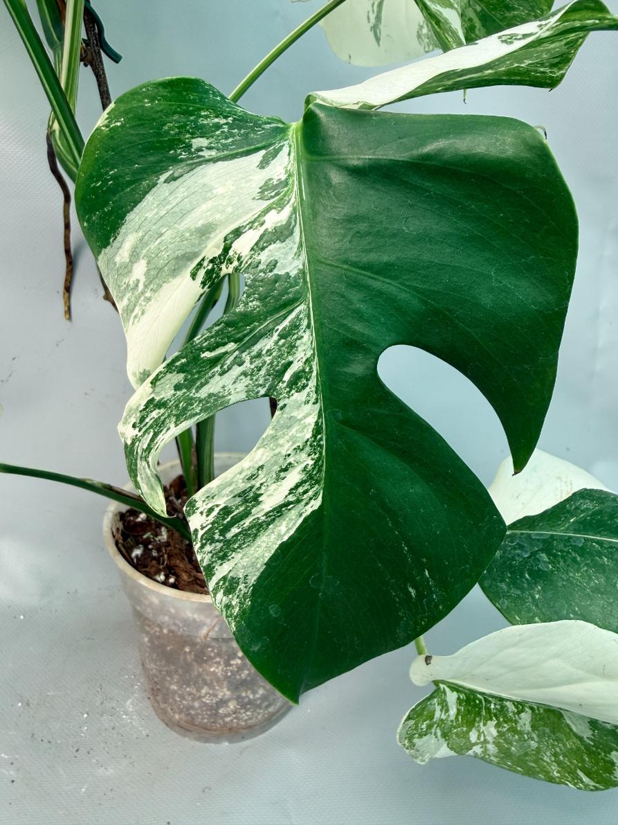 Monstera Albo Variegata  05