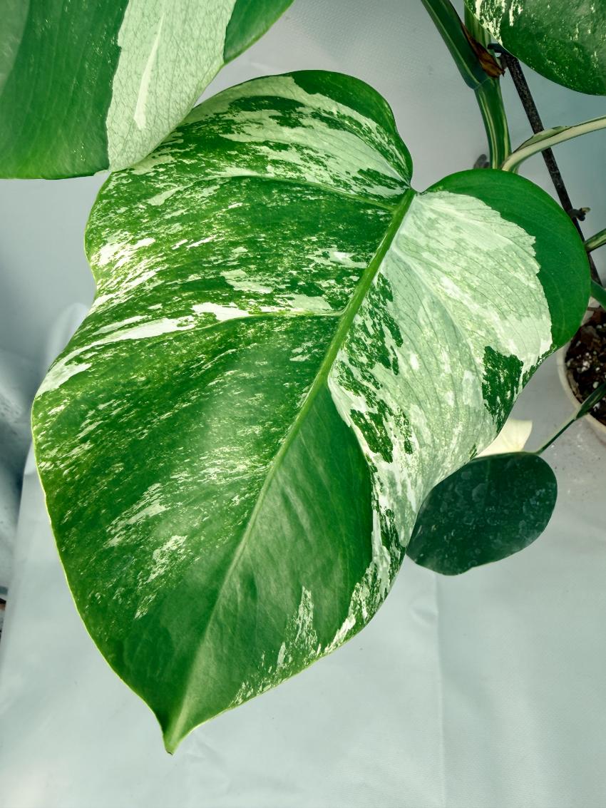 Monstera Albo Variegata  06