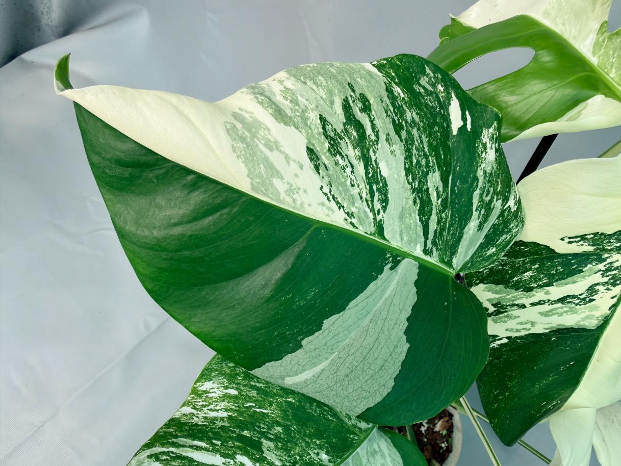 Monstera Albo Variegata  07