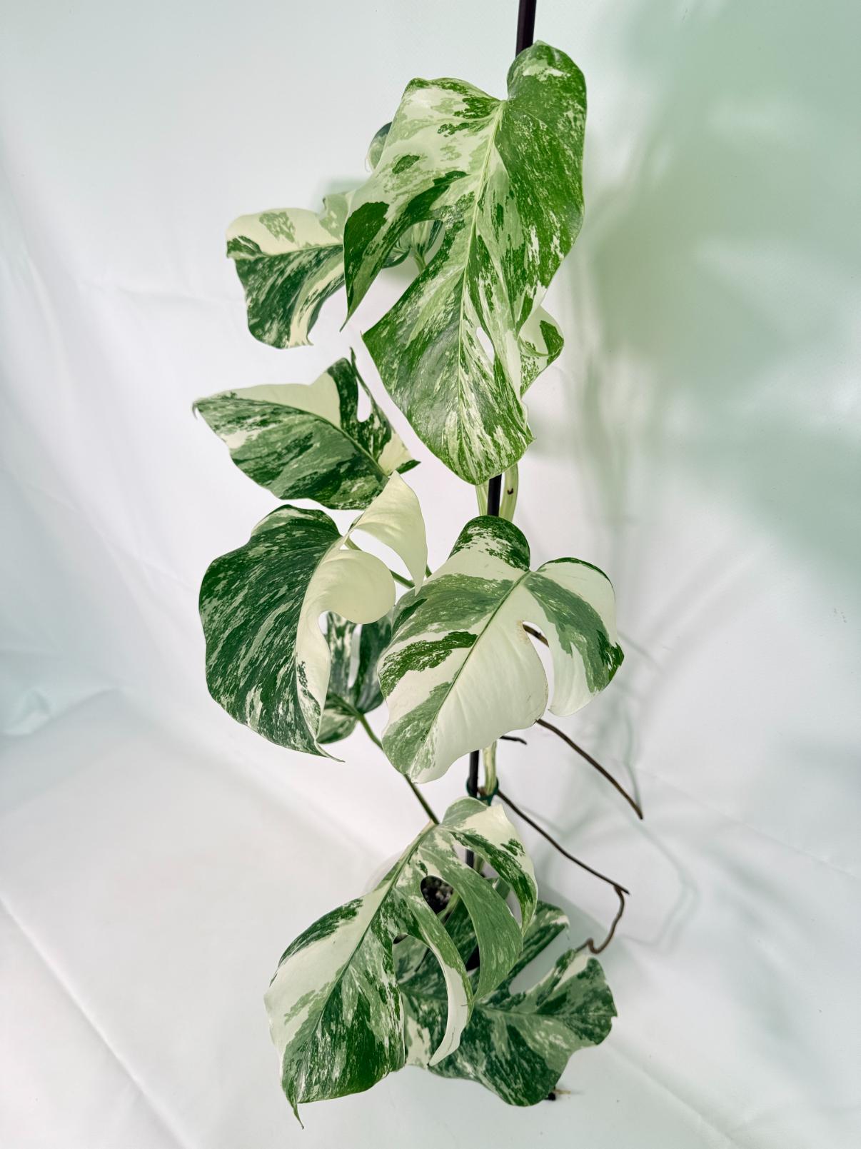 Monstera Albo Variegata XL 04