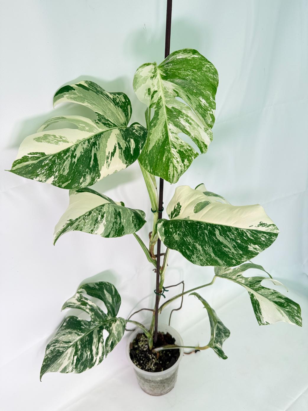Monstera Albo Variegata XL 09