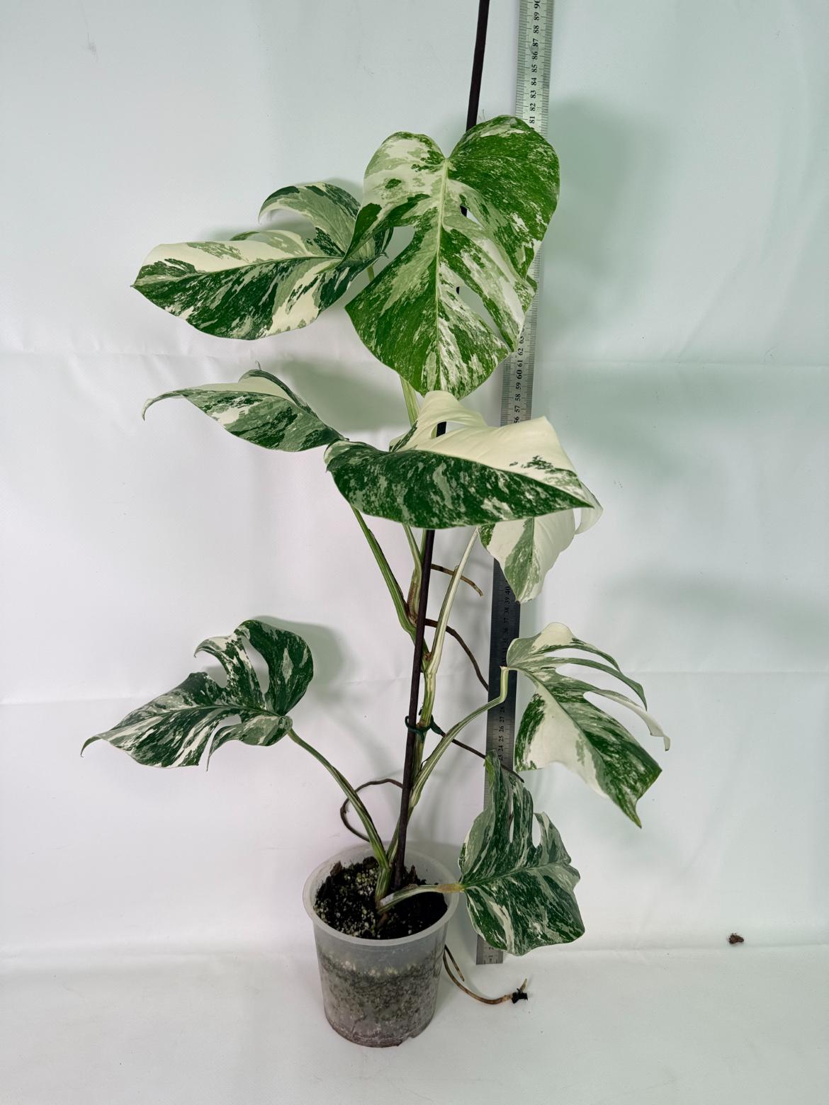 Monstera Albo Variegata XL 03