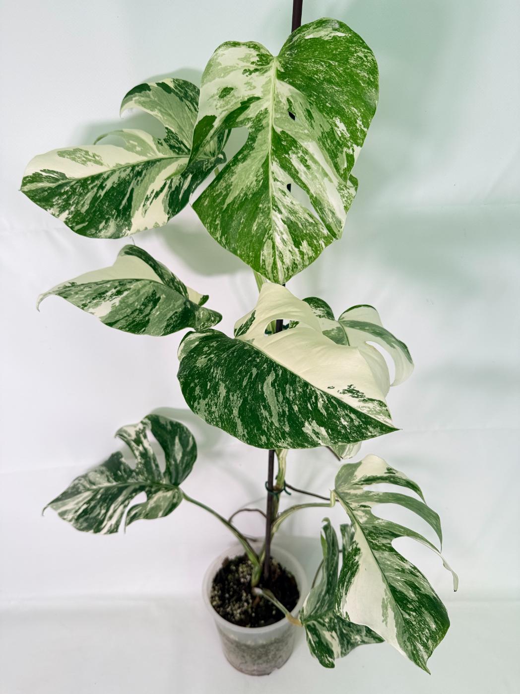 Monstera Albo Variegata XL 01