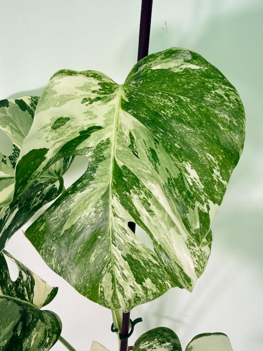 Monstera Albo Variegata XL 02
