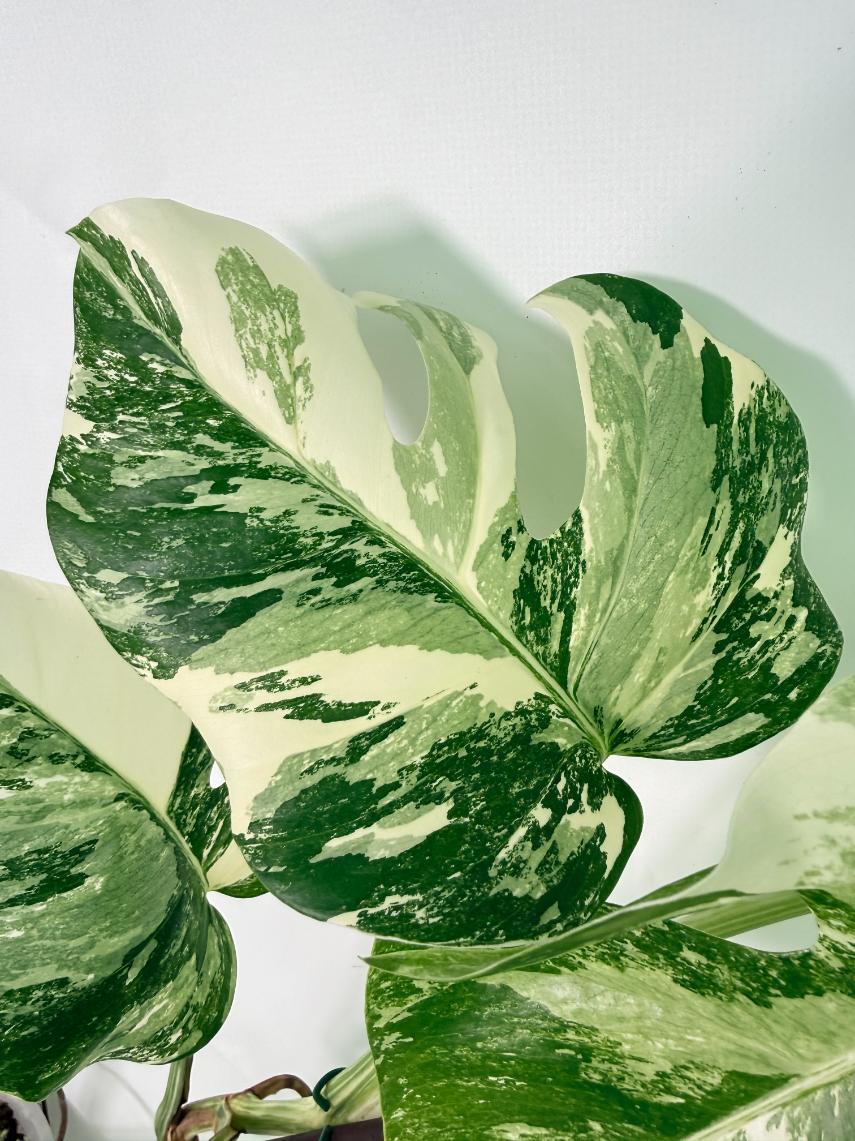 Monstera Albo Variegata XL 05