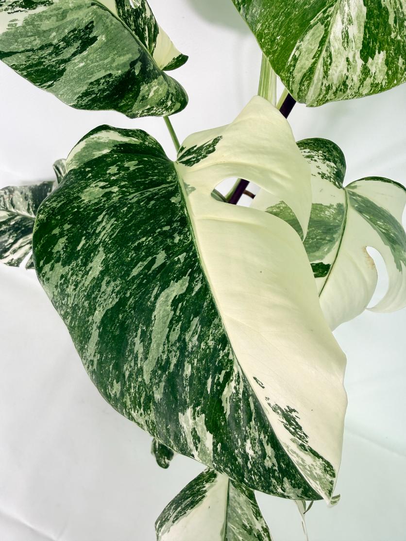Monstera Albo Variegata XL 06