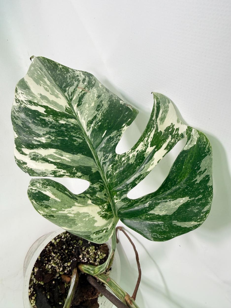 Monstera Albo Variegata XL 07