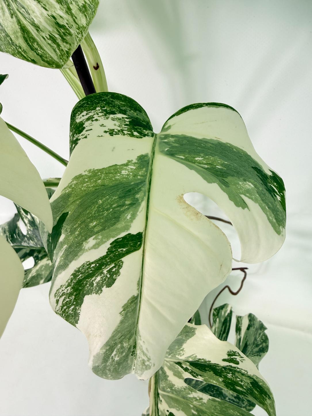 Monstera Albo Variegata XL 08