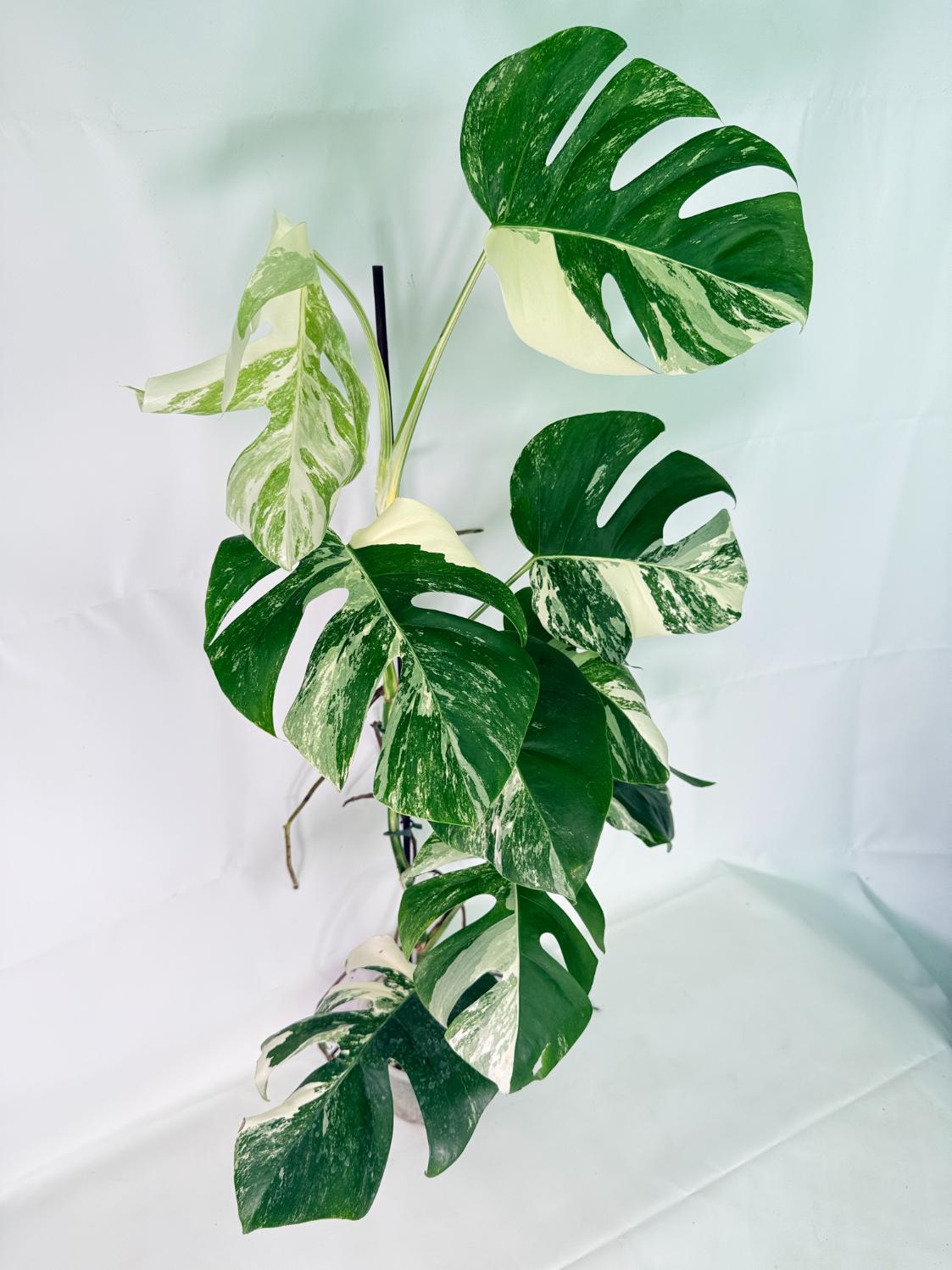 Monstera Albo Variegata XL 08