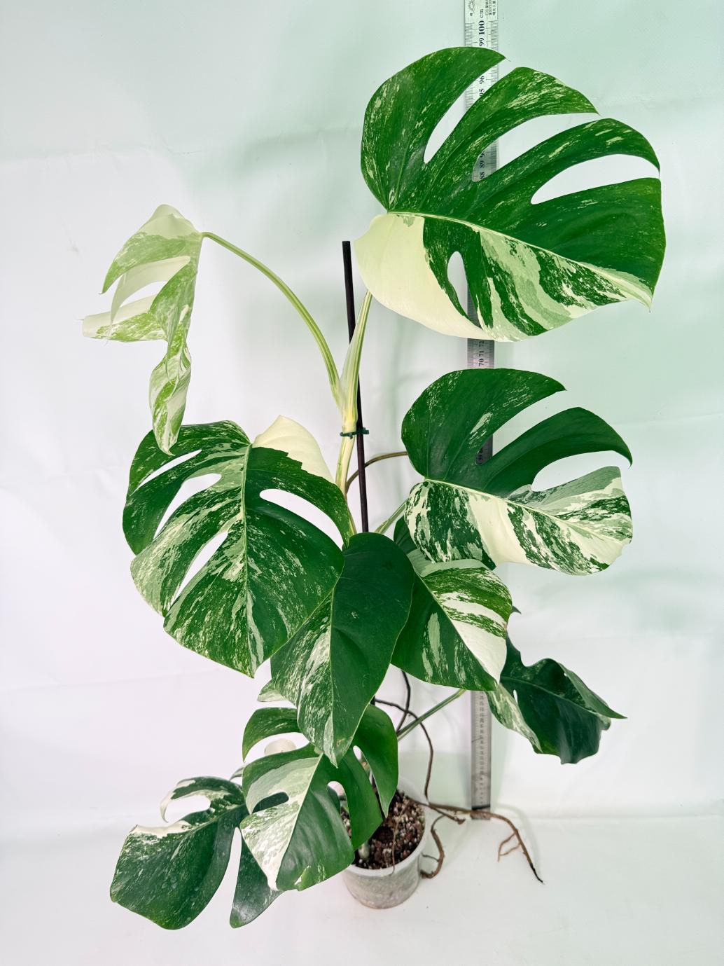 Monstera Albo Variegata XL 01