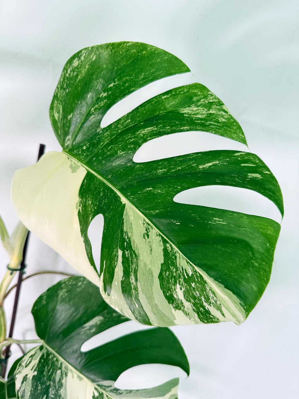 Monstera Albo Variegata XL 03