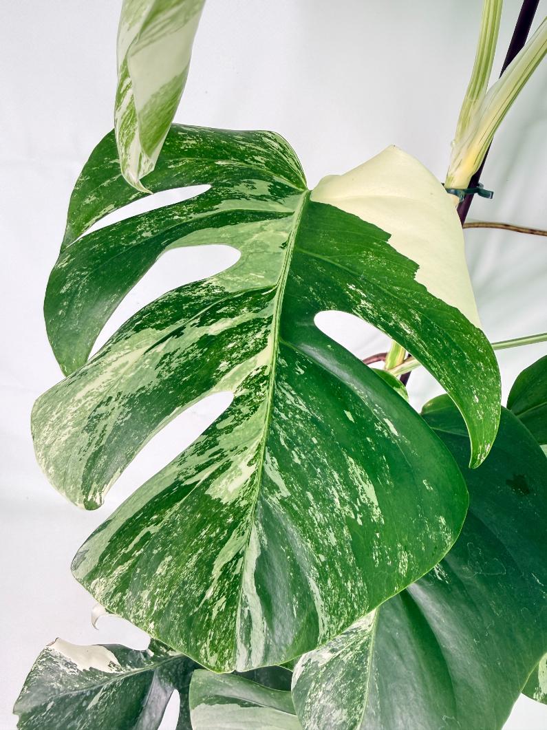 Monstera Albo Variegata XL 04