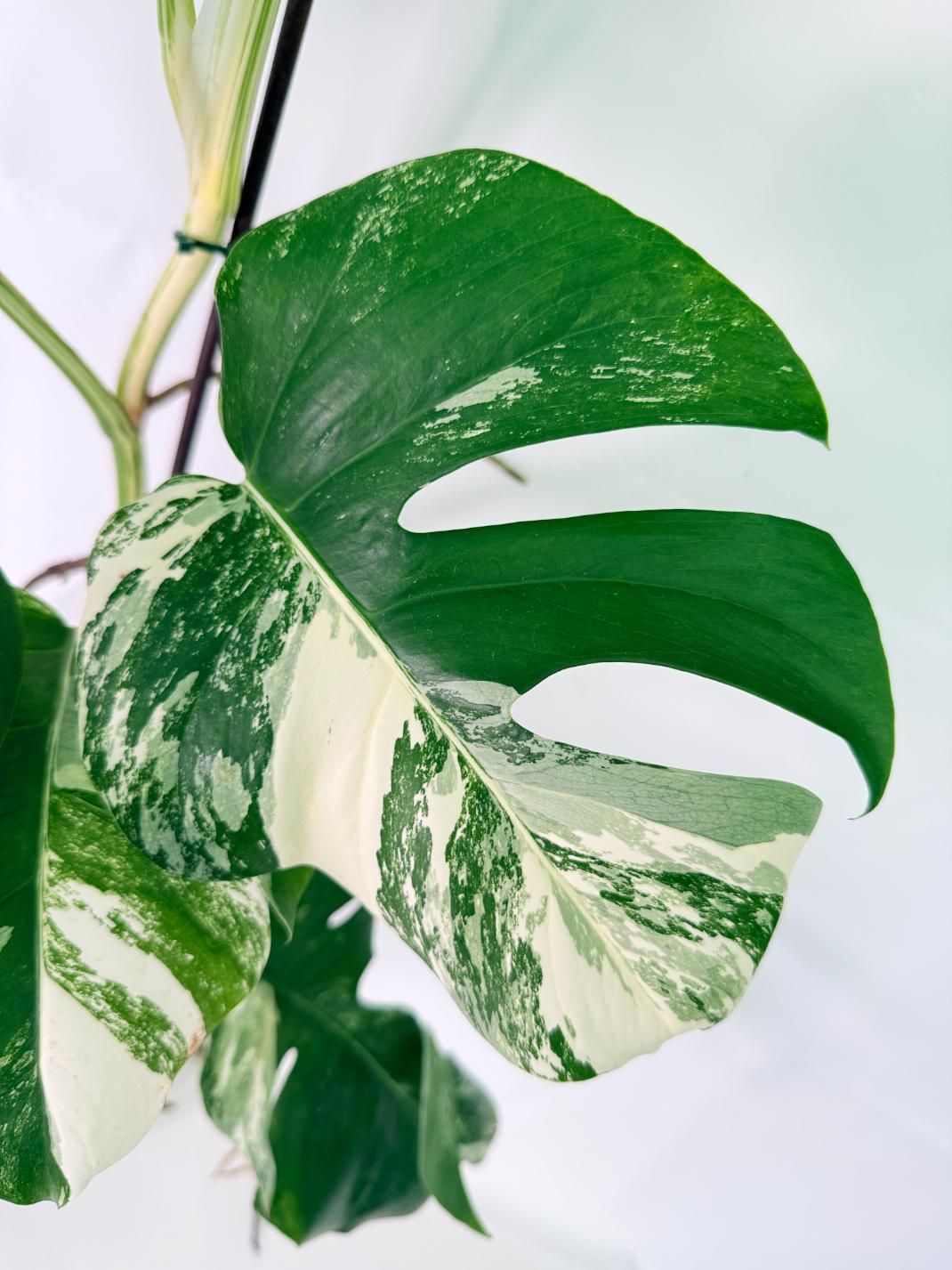 Monstera Albo Variegata XL 05
