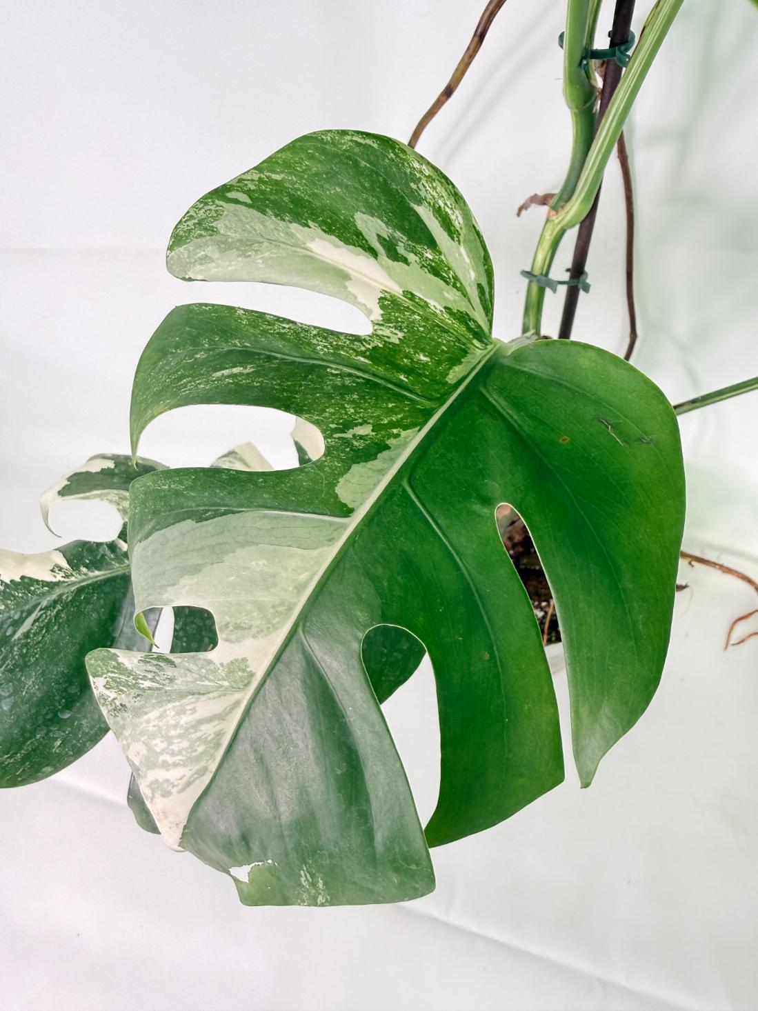 Monstera Albo Variegata XL 06