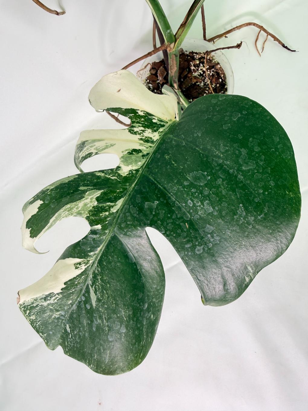 Monstera Albo Variegata XL 07