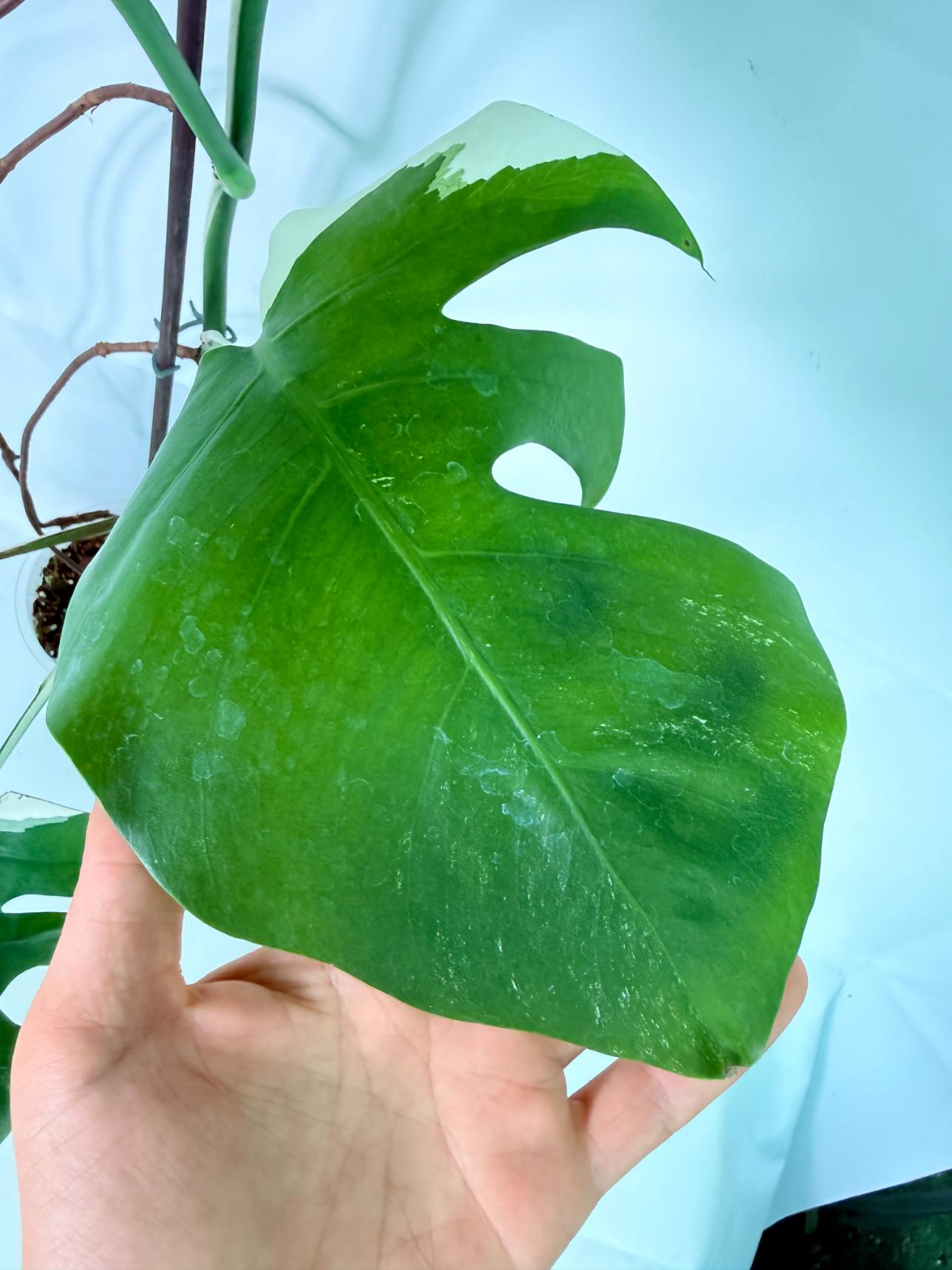 Monstera Albo Variegata XL 09