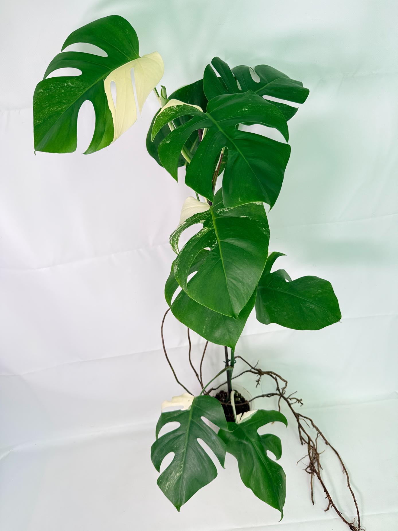Monstera Albo Variegata XL 01