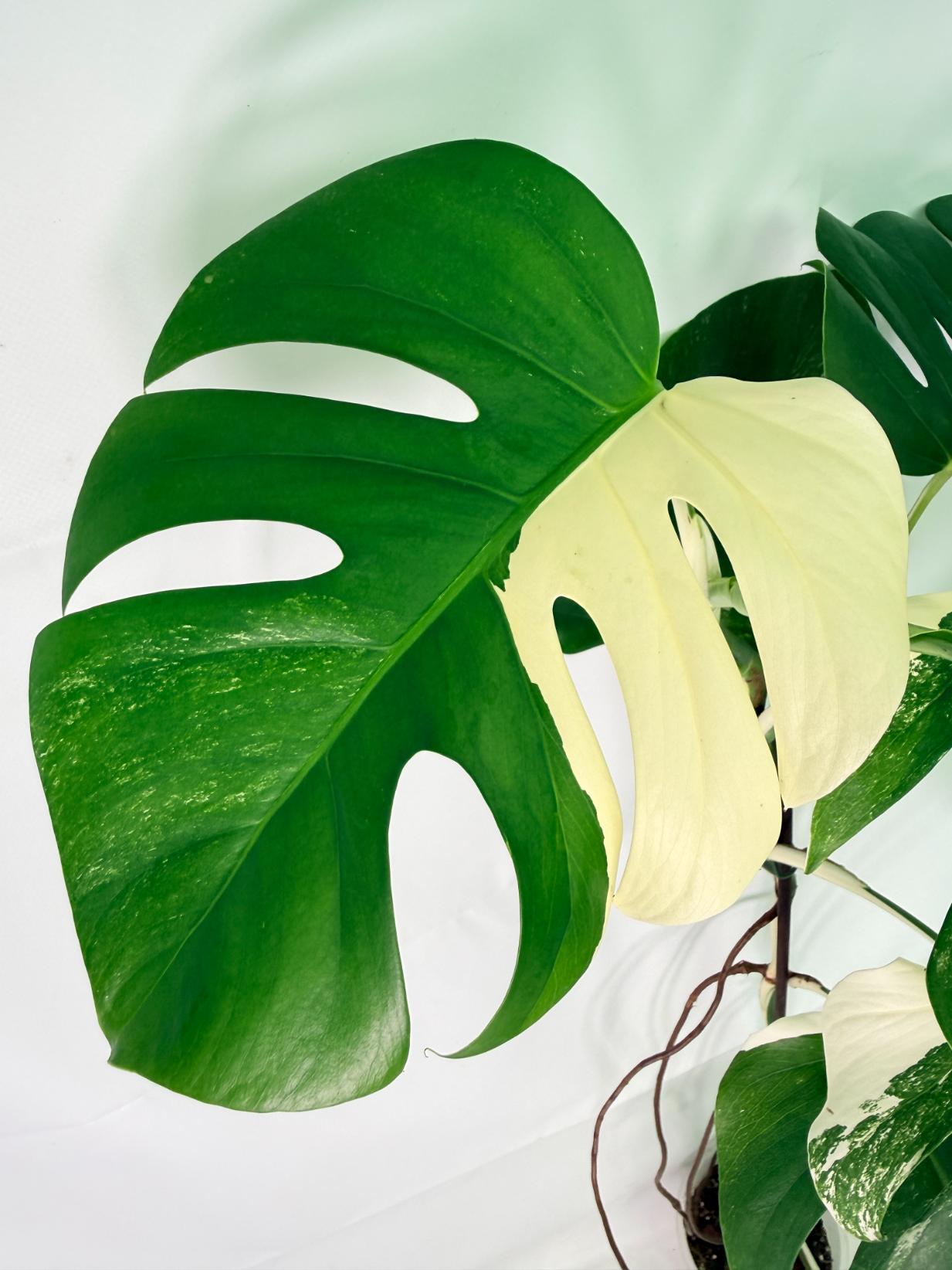 Monstera Albo Variegata XL 03