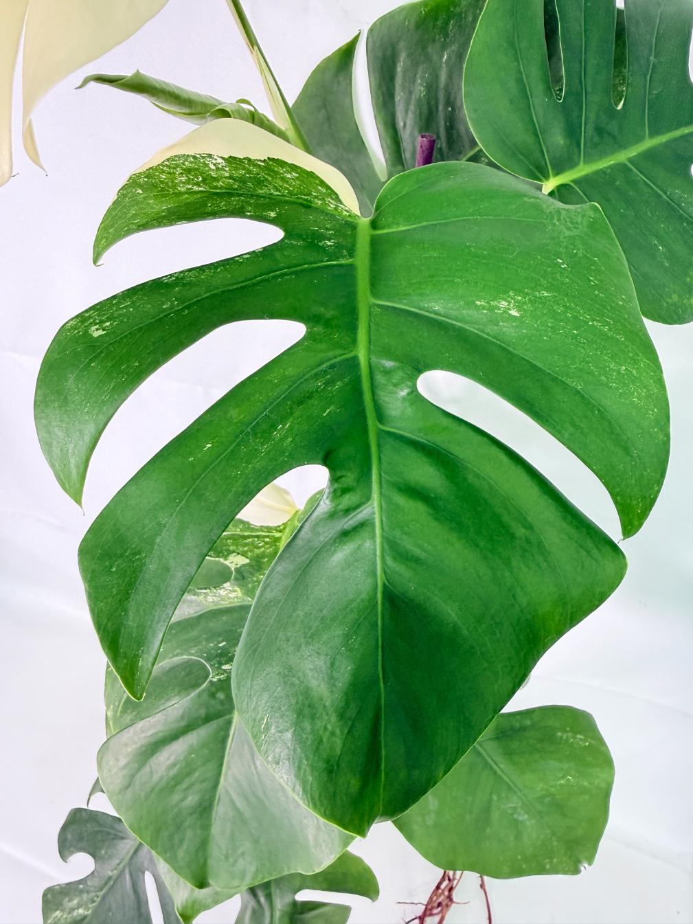Monstera Albo Variegata XL 04