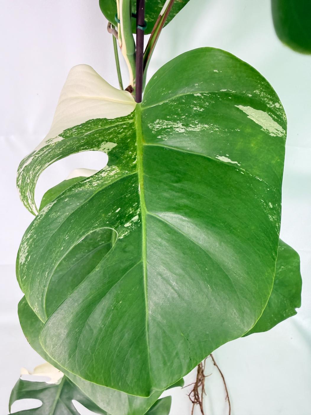 Monstera Albo Variegata XL 05