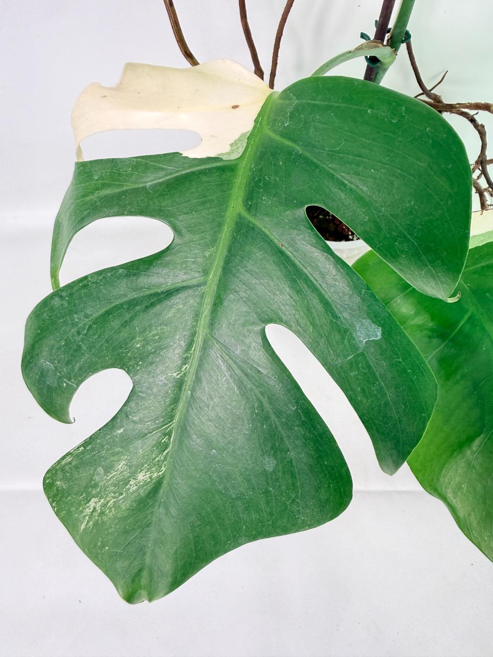 Monstera Albo Variegata XL 06