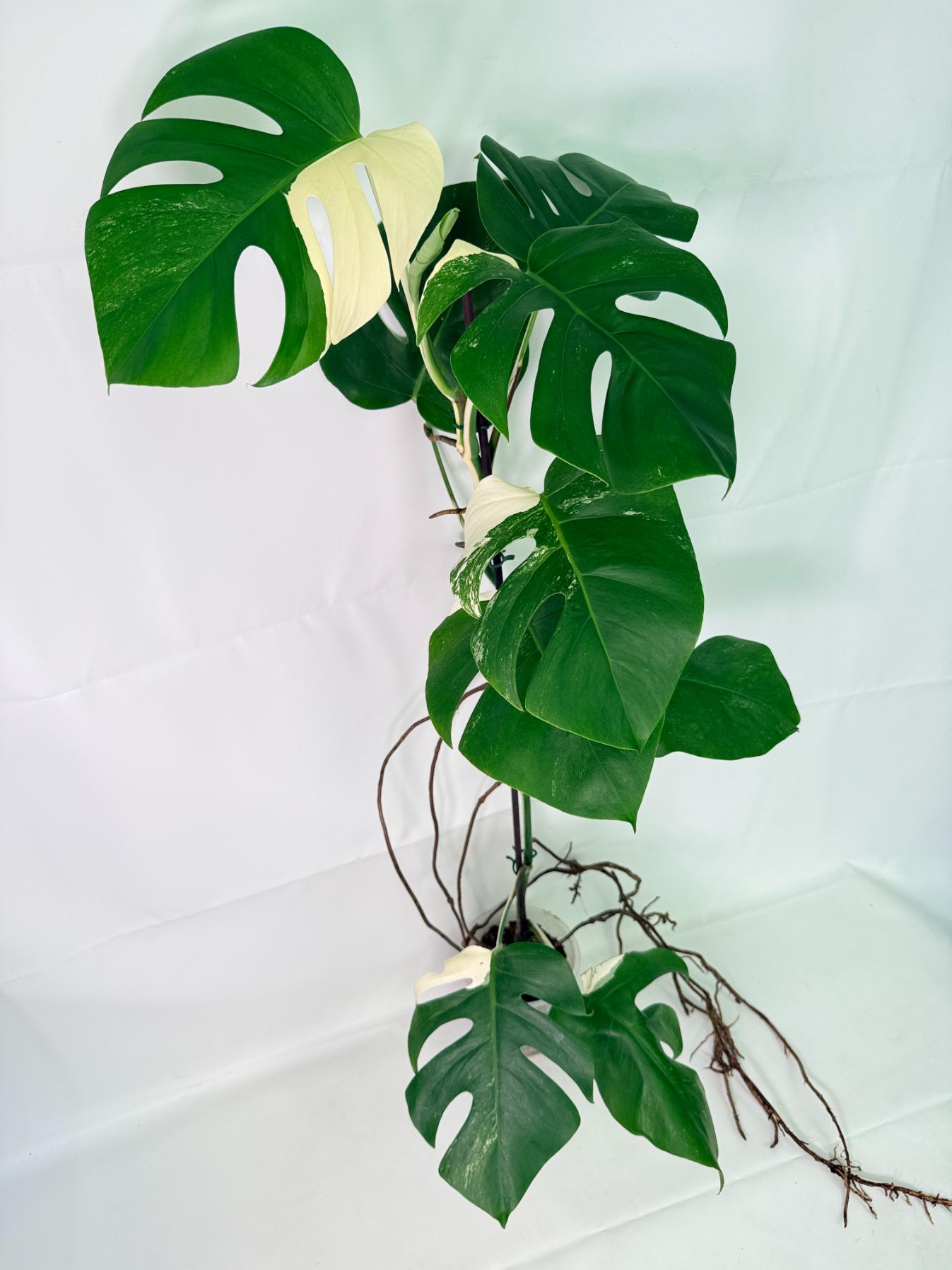 Monstera Albo Variegata XL 07