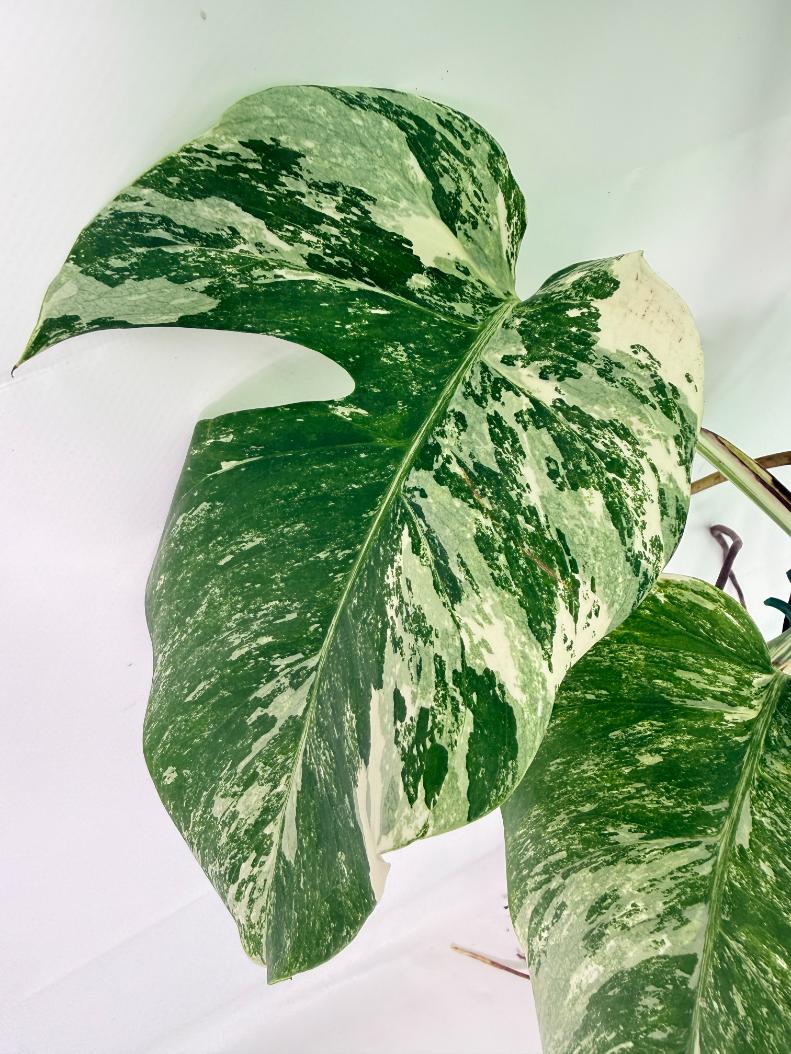 Monstera Albo Variegata XL 08