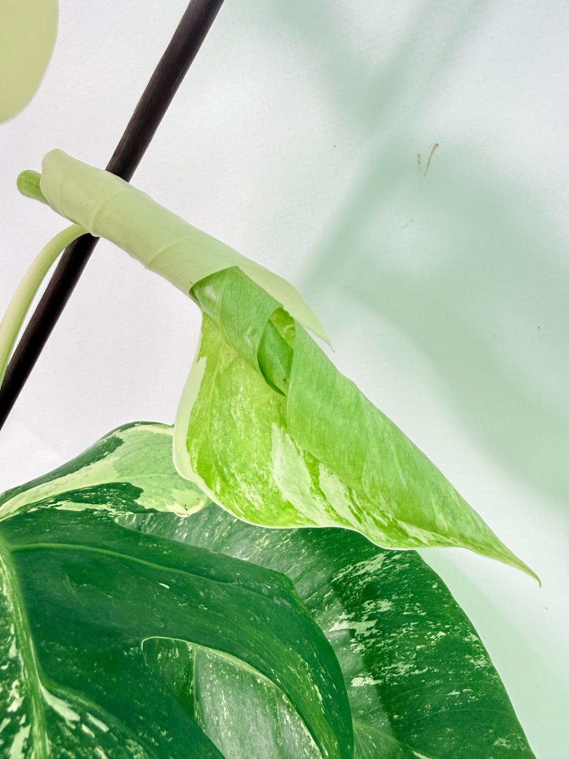 Monstera Albo Variegata XL 09