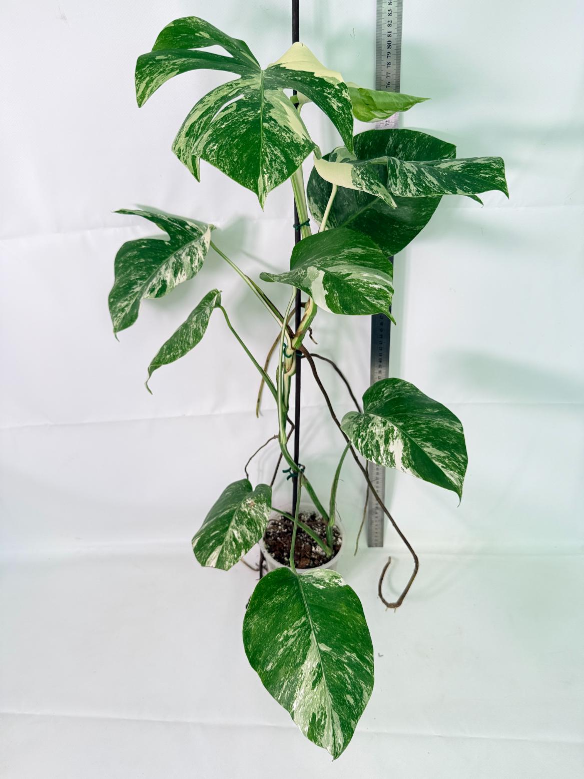 Monstera Albo Variegata XL 01