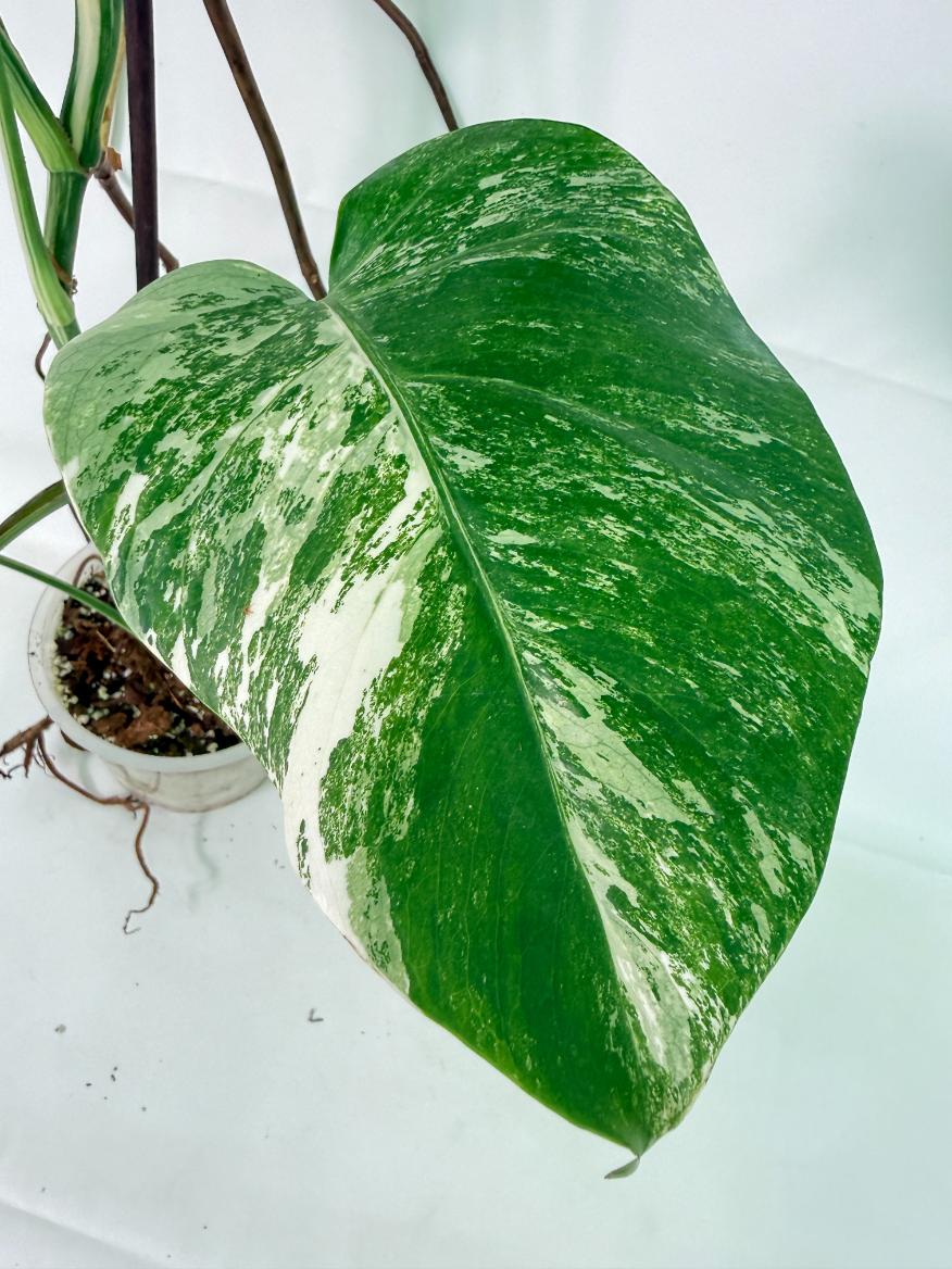Monstera Albo Variegata XL 03