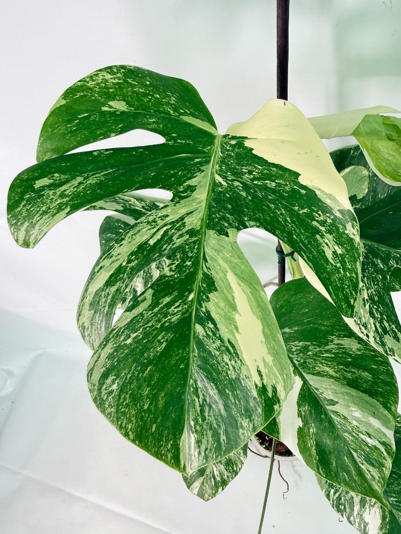 Monstera Albo Variegata XL 04